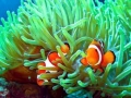 Sea Anemone