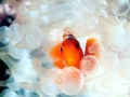 Sea Anemone