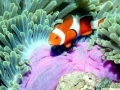 Sea Anemone