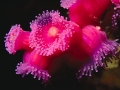 Sea Anemone
