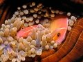 Sea Anemone