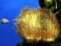 Sea Anemone