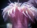 Sea Anemone