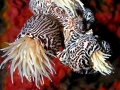 Sea Anemone