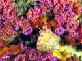 Sea Anemone