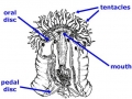 Sea Anemone