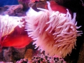 Sea Anemone