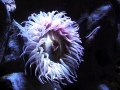 Sea Anemone