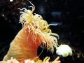 Sea Anemone
