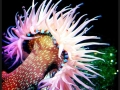 Sea Anemone