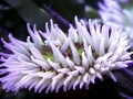 Sea Anemone