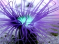 Sea Anemone