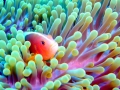 Sea Anemone