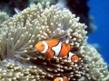 Sea Anemone