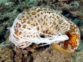 Sea Cucumber