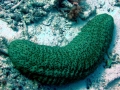 Sea Cucumber