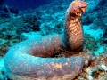 Sea Cucumber