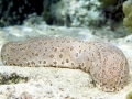 Sea Cucumber