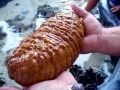Sea Cucumber