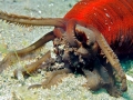 Sea Cucumber