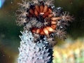 Sea Cucumber