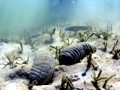 Sea Cucumber