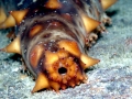 Sea Cucumber