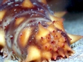 Sea Cucumber