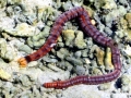 Sea Cucumber