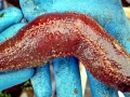 Sea Cucumber