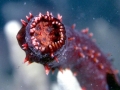 Sea Cucumber