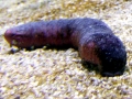 Sea Cucumber