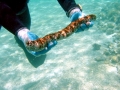 Sea Cucumber