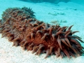 Sea Cucumber
