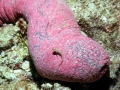 Sea Cucumber