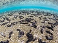 Sea Cucumber