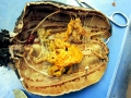 Sea Cucumber