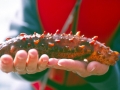 Sea Cucumber