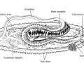 Sea Cucumber