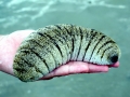 Sea Cucumber