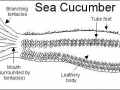 Sea Cucumber