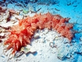 Sea Cucumber