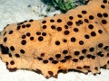 Sea Cucumber