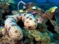 Sea Cucumber