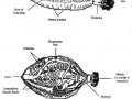 Sea Cucumber