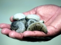 Sea Cucumber