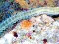 Sea Cucumber