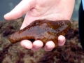 Sea Cucumber