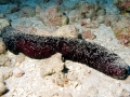 Sea Cucumber