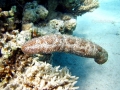 Sea Cucumber